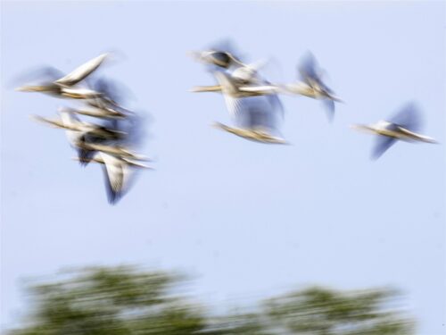 Tiem Meijering - Thema Abstract - 2